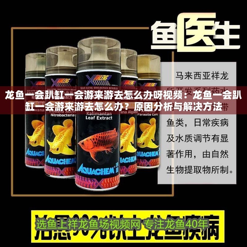 龍魚一會(huì)趴缸一會(huì)游來游去怎么辦呀視頻：龍魚一會(huì)趴缸一會(huì)游來游去怎么辦？原因分析與解決方法 龍魚一會(huì)趴缸一會(huì)游來游去怎么辦呀視頻：龍魚一會(huì)趴缸一會(huì)游來游去怎么辦？原因分析與解決方法 龍魚百科 第1張