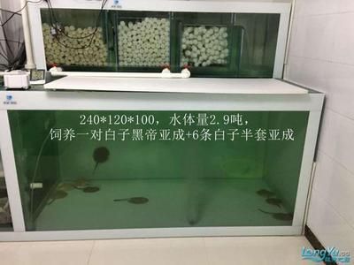 好魚缸多久換一次水啊視頻教程（如何判斷魚缸水質(zhì)好壞魚缸過濾系統(tǒng)的維護(hù)方法不同）