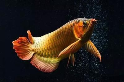 龍魚虎魚水溫多少度適合養魚:龍魚和虎魚水溫多少度適合養魚 龍魚百科 第4張 龍魚虎魚水溫多少度適合養魚:龍魚和虎魚水溫多少度適合養魚 龍魚虎魚水溫多少度適合養魚:龍魚和虎魚水溫多少度適合養魚 龍魚百科 第4張