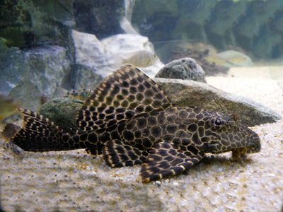 龍魚10天不喂食會餓死嗎：龍魚10天不吃食會導致餓死嗎？