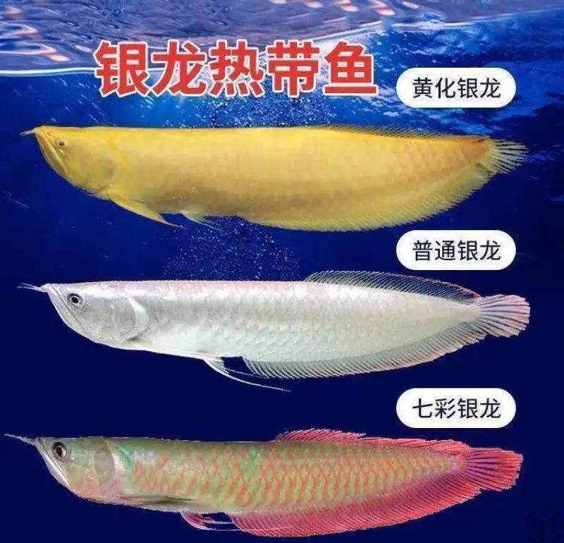 35公分紅龍魚多久喂一次？
