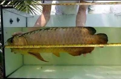 龍魚要吃什么，龍魚在不同生長階段有不同的飲食需求