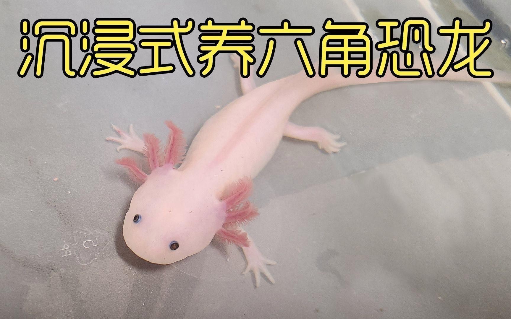 如何維持六角龍的飼養溫度穩定？