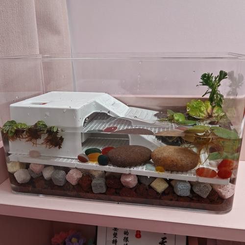如何維持六角龍的飼養溫度穩定？