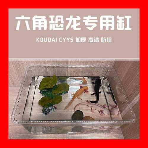 如何維持六角龍的飼養溫度穩定？