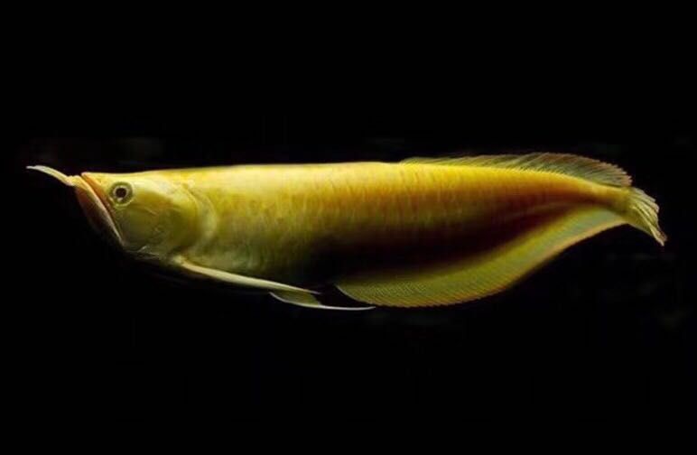 鯊魚嘴的龍魚是什么意思（鯊魚嘴的龍魚是什么？） 鯊魚嘴的龍魚是什么意思（鯊魚嘴的龍魚是什么？） 龍魚百科 第5張