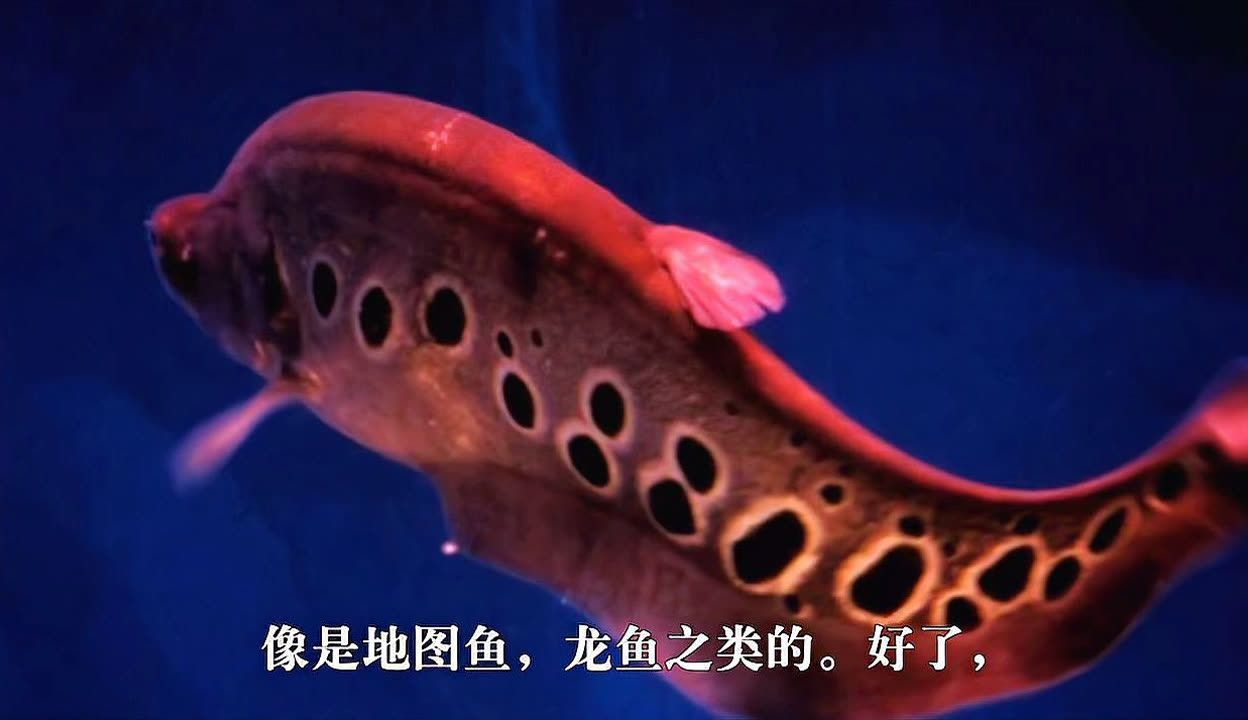 龍魚長大嘴巴會變大嗎：龍魚在某些情況下可能會張大嘴巴，可能是由于多種原因引起的