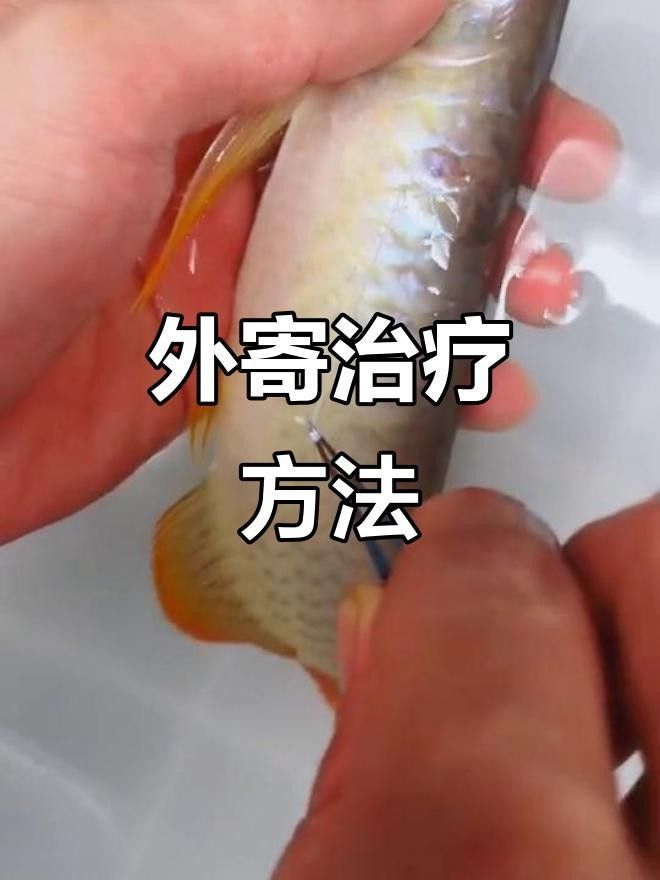 龍魚外寄和內寄如何治療？