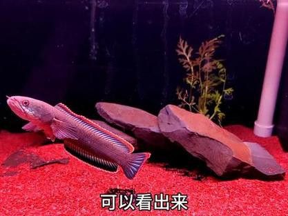 如何判斷雷龍魚是否人工飼養？