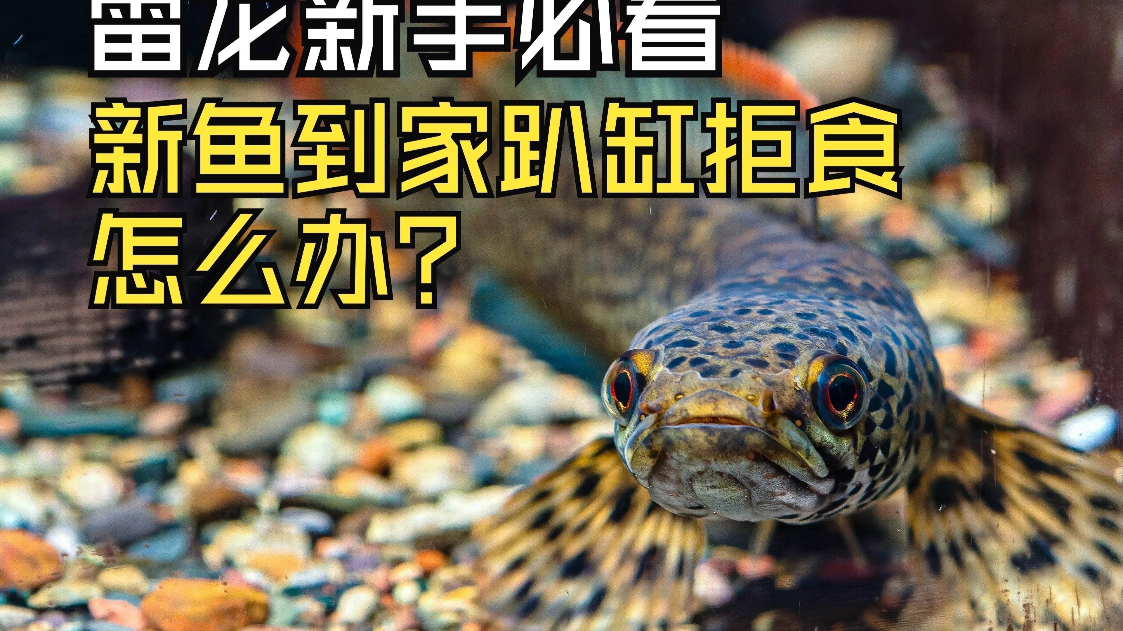 如何判斷雷龍魚是否人工飼養？