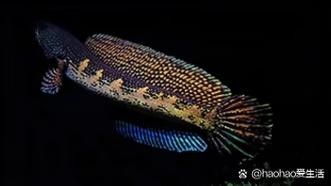 黑魔神雷龍魚水溫