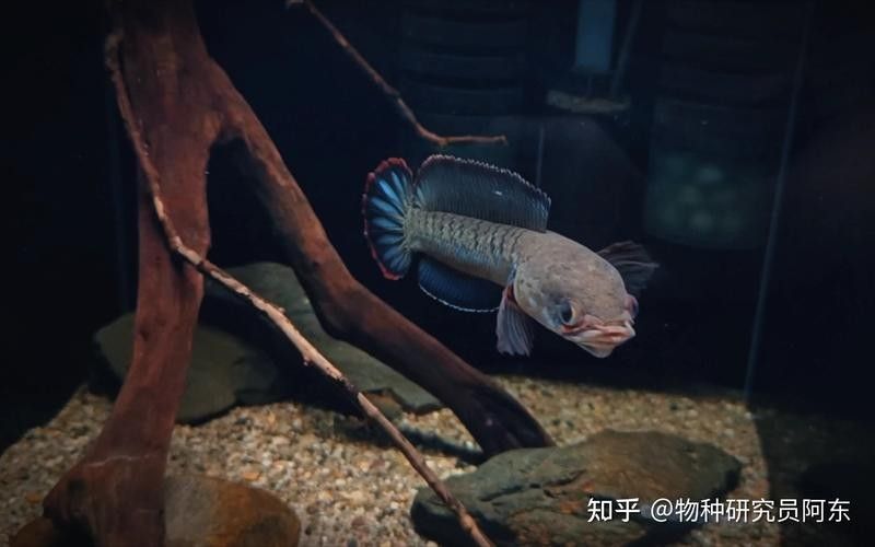 黑魔神雷龍魚水溫