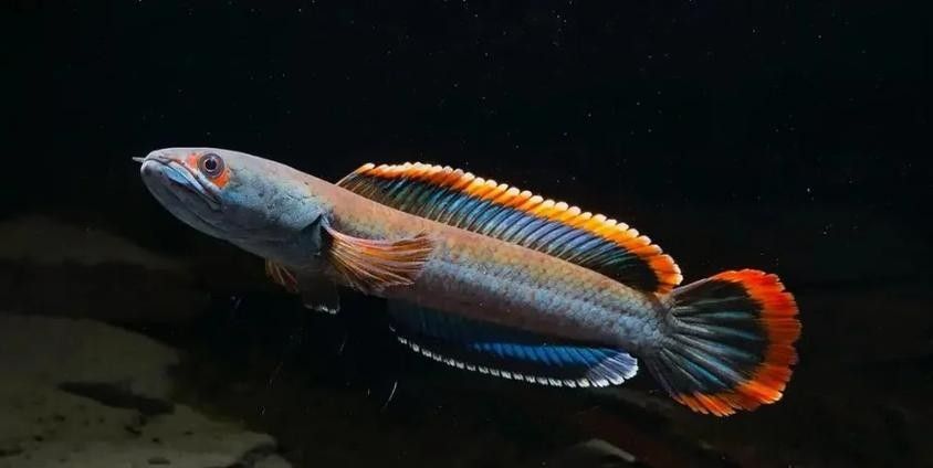 黑魔神雷龍魚水溫
