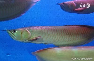 百萬金龍魚（價值百萬的金龍魚） 百萬金龍魚（價值百萬的金龍魚） 龍魚百科 第3張