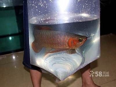 紅金龍魚怎么繁殖后代的（紅金龍魚怎么繁殖） 紅金龍魚怎么繁殖后代的（紅金龍魚怎么繁殖） 龍魚百科 第3張