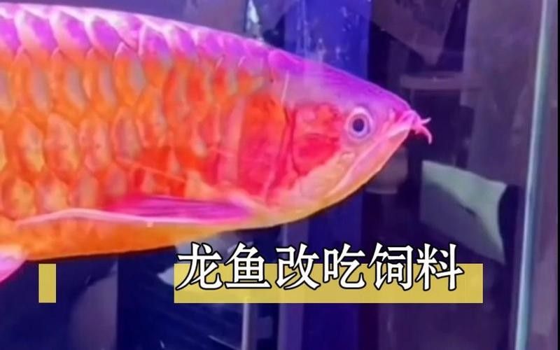 龍魚恢復期間需要多久停食？