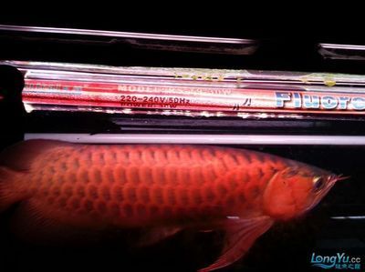 黑龍魚和紅龍魚哪個貴一點：淡水觀賞魚中紅龍魚和黑龍魚哪個貴一點黑龍魚哪個貴 黑龍魚和紅龍魚哪個貴一點：淡水觀賞魚中紅龍魚和黑龍魚哪個貴一點黑龍魚哪個貴 龍魚百科 第3張