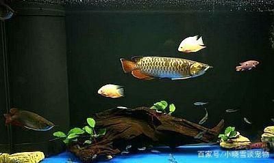 金龍魚用什么顏色的魚缸（金龍魚成長階段如何變化，）
