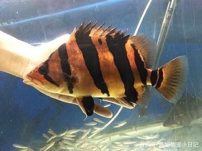 金龍魚用什么顏色的魚缸（金龍魚成長階段如何變化，）