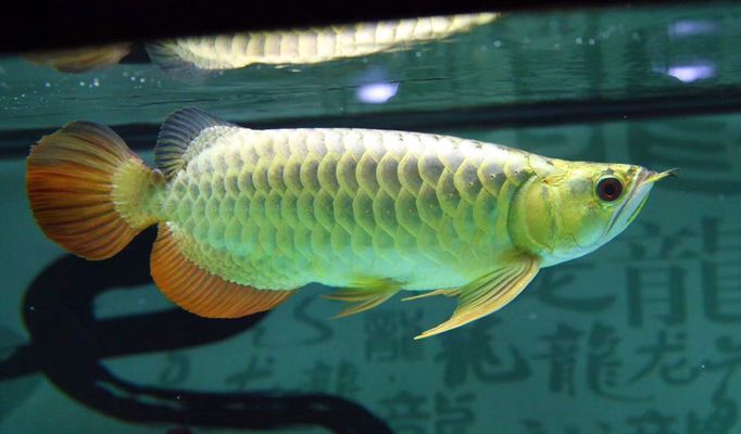 龍魚只吃蝦不吃魚，怎么辦？：龍魚只吃蝦不吃魚的情況時 龍魚只吃蝦不吃魚，怎么辦？：龍魚只吃蝦不吃魚的情況時 龍魚百科 第2張