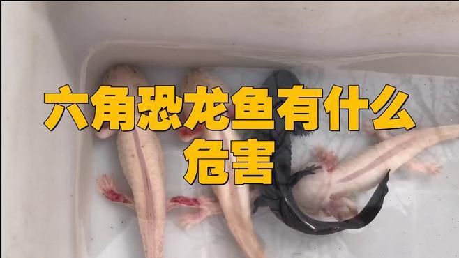 為什么不建議養六角恐龍