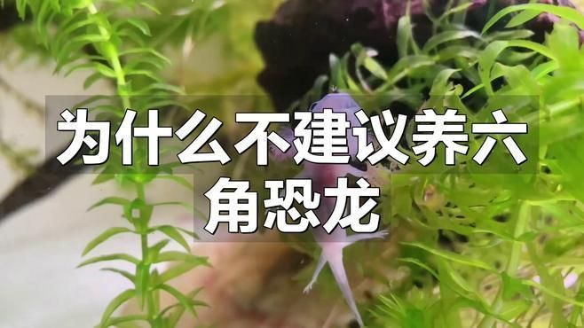 為什么不建議養六角恐龍