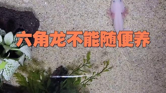 為什么不建議養六角恐龍