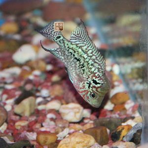 羅漢魚可以和龍魚虎魚混養嗎：羅漢魚與龍魚混養的注意事項羅漢魚與其他魚混養的注意事項
