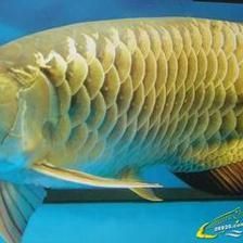 龍魚一年能長多少公分（龍魚一年的生長長度受到多種影響，龍魚一年能長多少公分） 龍魚一年能長多少公分（龍魚一年的生長長度受到多種影響，龍魚一年能長多少公分） 龍魚百科 第2張