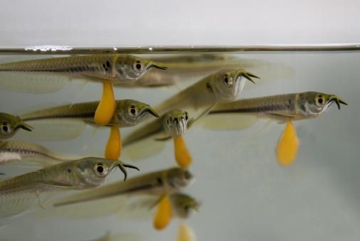 龍魚一年能長多少公分（龍魚一年的生長長度受到多種影響，龍魚一年能長多少公分） 龍魚一年能長多少公分（龍魚一年的生長長度受到多種影響，龍魚一年能長多少公分） 龍魚百科 第1張