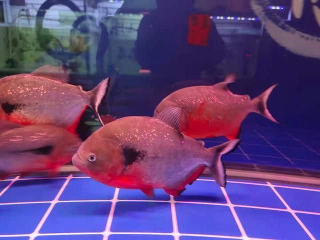 龍魚一年能長多少公分（龍魚一年的生長長度受到多種影響，龍魚一年能長多少公分） 龍魚一年能長多少公分（龍魚一年的生長長度受到多種影響，龍魚一年能長多少公分） 龍魚百科 第3張