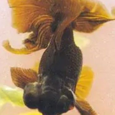 龍睛魚繁殖時需要注意什么？