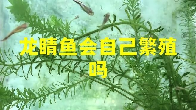 龍睛魚繁殖時需要注意什么？