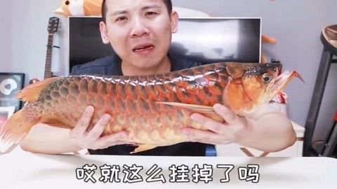 如何判斷白玉紅龍魚飽腹感：如何判斷紅龍魚的飽腹感