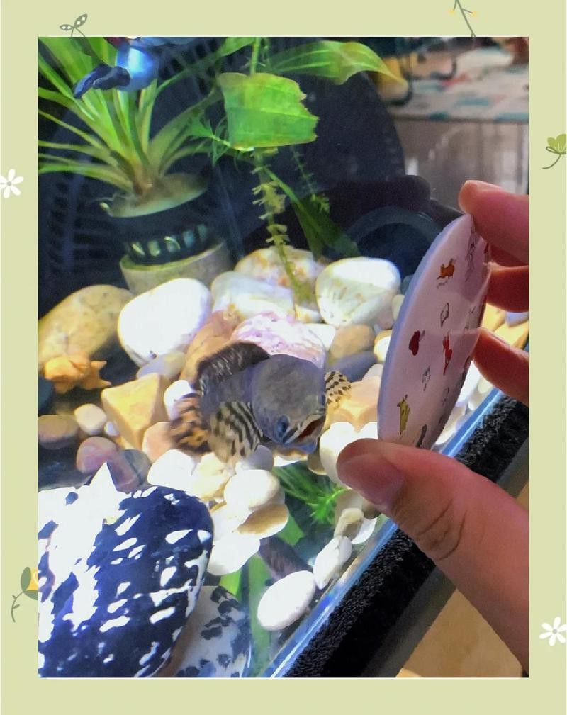 七彩雷龍魚多大能繁殖