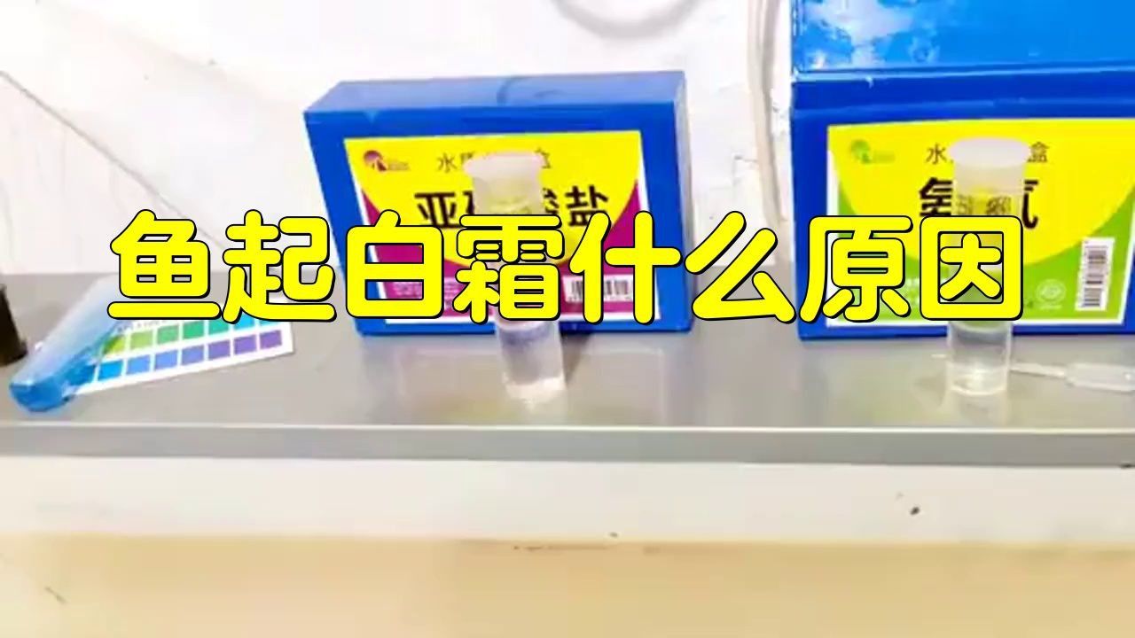 觀賞魚白霜病的早期癥狀