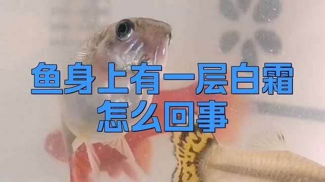 觀賞魚白霜病的早期癥狀