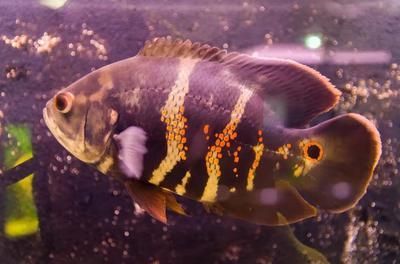 銀龍魚膽子小怎么辦（如何應對銀龍魚膽小的問題） 銀龍魚膽子小怎么辦（如何應對銀龍魚膽小的問題） 龍魚百科 第4張