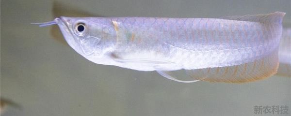 銀龍魚膽子小怎么辦（如何應對銀龍魚膽小的問題） 銀龍魚膽子小怎么辦（如何應對銀龍魚膽小的問題） 龍魚百科 第2張