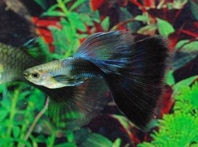 銀龍魚膽子小怎么辦（如何應對銀龍魚膽小的問題） 銀龍魚膽子小怎么辦（如何應對銀龍魚膽小的問題） 龍魚百科 第5張