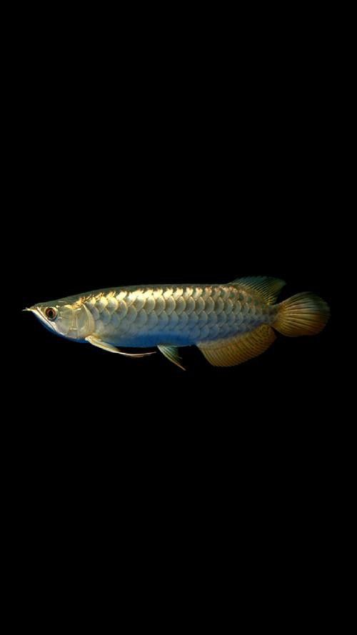 有沒(méi)有適合做壁紙的龍魚圖片？