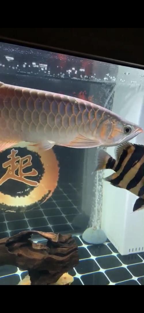 新加坡半號紅龍魚是什么魚圖片