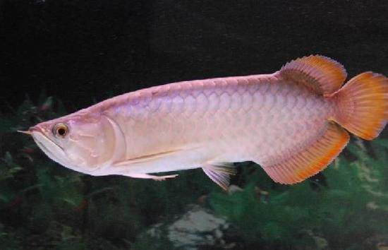 新加坡半號紅龍魚是什么魚圖片