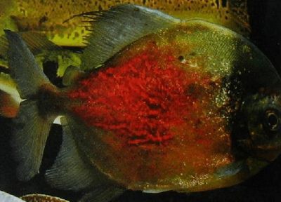 銀板魚適宜生長的水質條件：銀板魚適宜生長的水質條件包括溫度在15到25攝氏度之間 銀板魚適宜生長的水質條件：銀板魚適宜生長的水質條件包括溫度在15到25攝氏度之間 龍魚百科 第1張