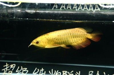 過背金龍魚成長記錄（過背金龍魚的成長記錄）