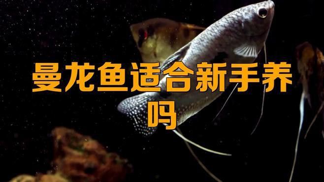 熱帶魚曼龍魚如何養殖