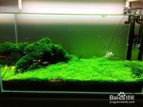 怎么判斷龍魚掉眼：龍魚掉眼的原因與防治方法