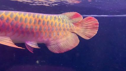 紅龍魚是哪里的特產魚啊：紅龍魚、紅龍魚、紅龍魚水觀賞魚的原產地是在哪里