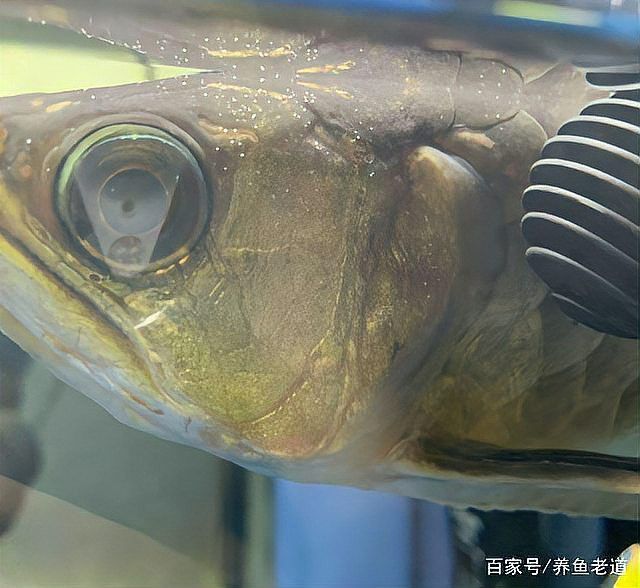 再給我幾個龍魚搶救案例