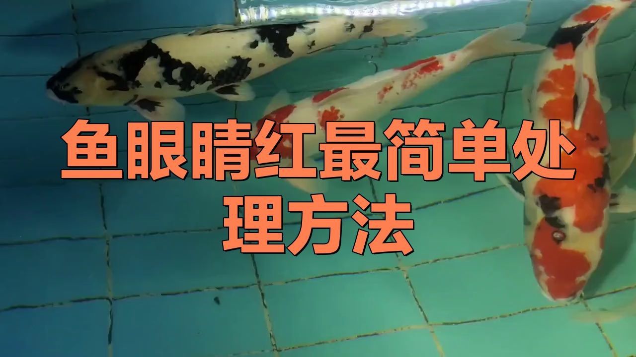 如何預(yù)防龍魚眼睛發(fā)紅？